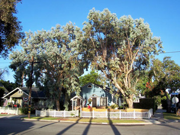 Rob's Tree Service Eucalyptus Tree Before
