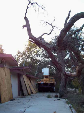 Rob's Tree Service Oak Tree Before