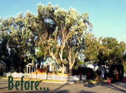 see Rob's Tree Service's most recent work!