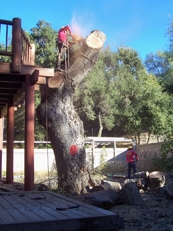 Rob's Tree Service Modjeska Canyon In Progress