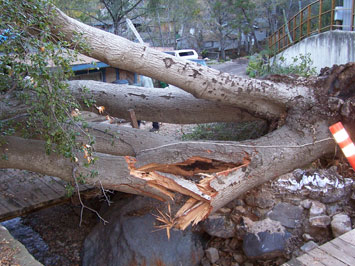 Rob's Tree Service of Orange County Silverado Canyon in Progress