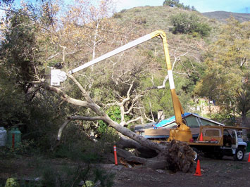 Rob's Tree Service of Orange County Silverado Canyon in Progress