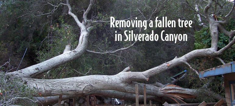 Rob's Tree Service of Orange County, California removes a fallen tree in Silverado Canyon